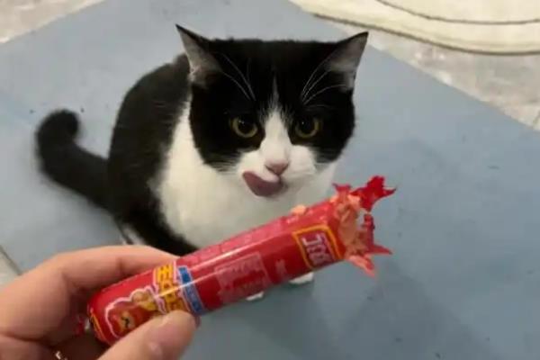 猫咪可以吃火腿肠吗，饲喂后会对身体产生不良影响