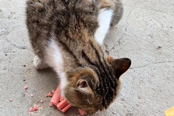 猫咪可以吃火腿肠吗，饲喂后会对身体产生不良影响