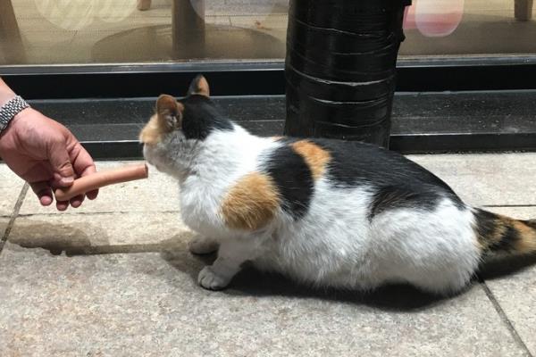 猫咪可以吃火腿肠吗，饲喂后会对身体产生不良影响