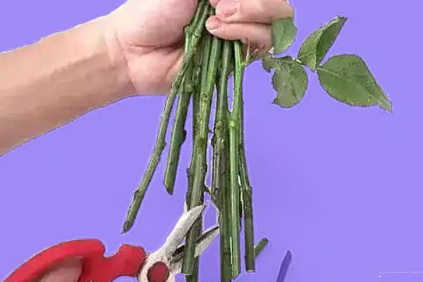 33颗草莓花束有什么寓意，寓意三生三世
