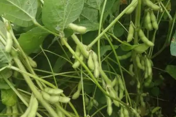 湘春豆41大豆品种的特性，全生育期110.6天