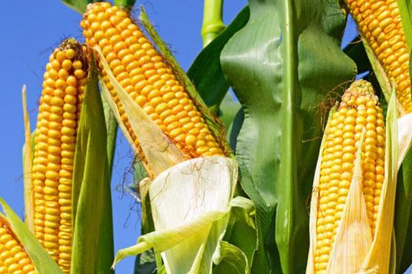桂玉699玉米种子简介,生育期春季平均115.1天