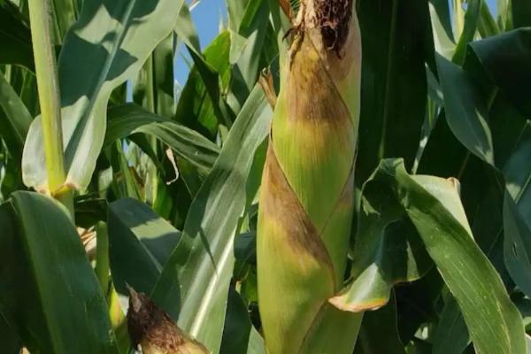 裕单199玉米种子简介，结合每亩施尿素20千克