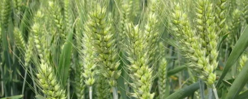 渝黑446小麦品种简介，全生育期179天