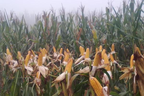 科大214玉米种子特征特性，亩植密度3000株左右