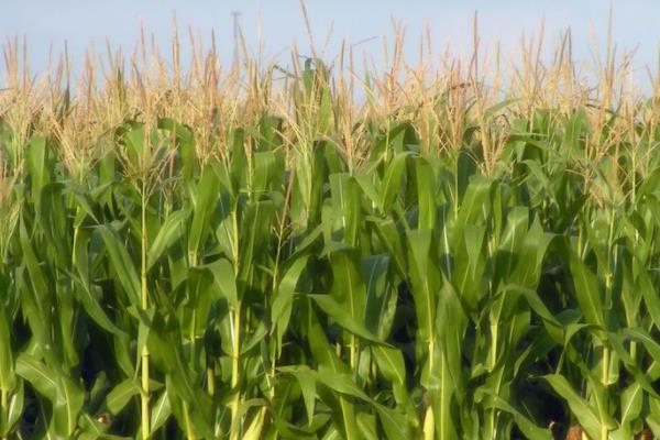 黔糯369（区试名称：R4491）玉米种子介绍，播期一般在3月下旬至5月上旬