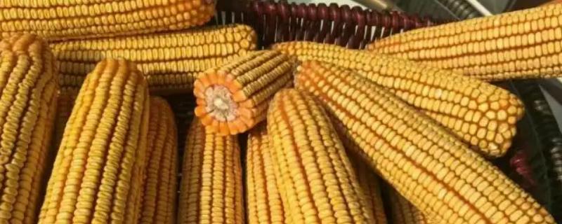 金玉537玉米品种简介，成株期注意防治玉米螟