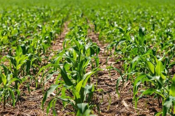 黔糯369（区试名称：R4491）玉米种子介绍，播期一般在3月下旬至5月上旬