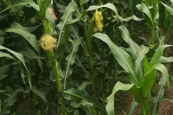 祁连丰229玉米种子简介，种植密度每亩6000株