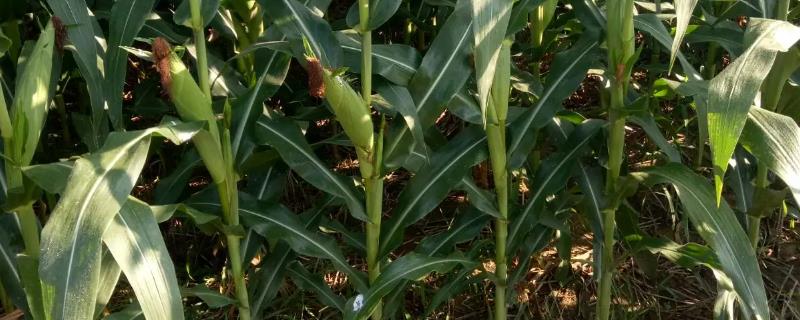 DF636玉米品种的特性，亩种植密度5000株