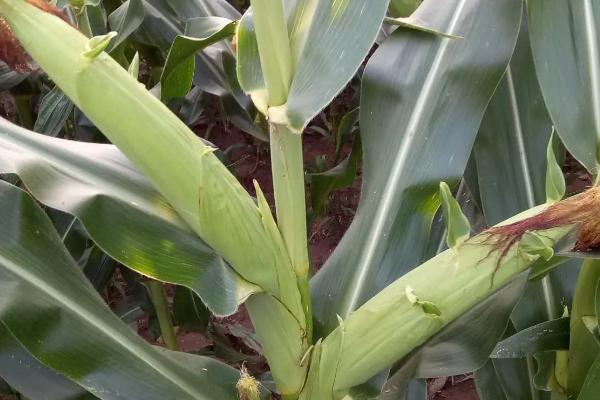 勇单19（区试名称：CY19）玉米种子介绍，种植密度3300株左右