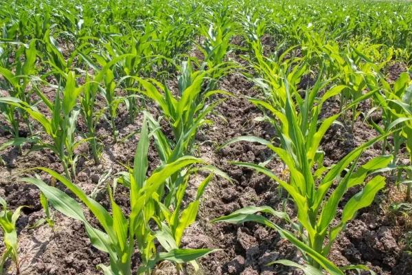 红玉1073玉米种子简介，中抗灰斑病和穗腐病