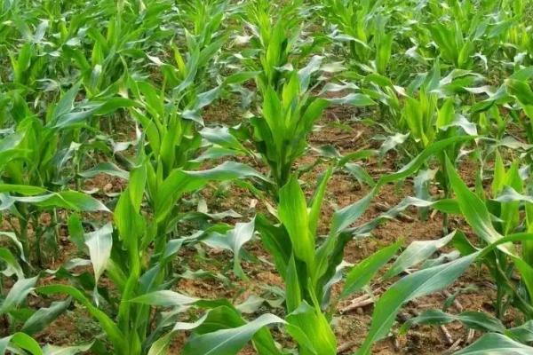 瘠抗青53（区试名称：鑫玉777）玉米品种的特性，亩密度3500-4000株