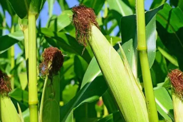 清白玉009（区试名称：金禾202）玉米种子简介，中抗灰斑病和穗腐病