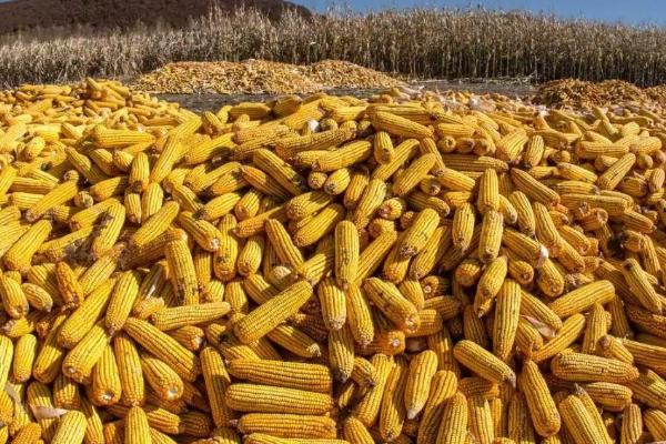 合众525玉米种子介绍，出苗至成熟135.3天