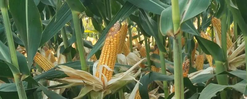 红玉1073玉米种子简介，中抗灰斑病和穗腐病