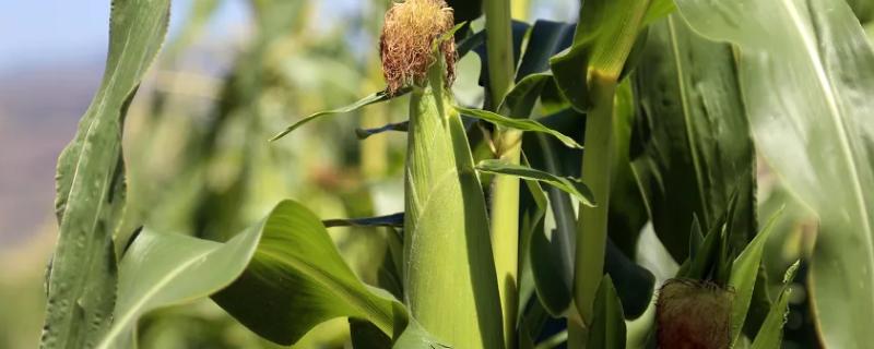 清白玉009（区试名称：金禾202）玉米种子简介，中抗灰斑病和穗腐病