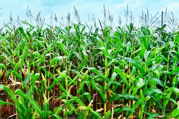 红玉1073玉米种子简介，中抗灰斑病和穗腐病