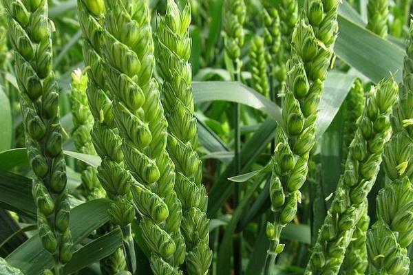 中梁50号小麦品种的特性,每亩适宜基本苗25~30万