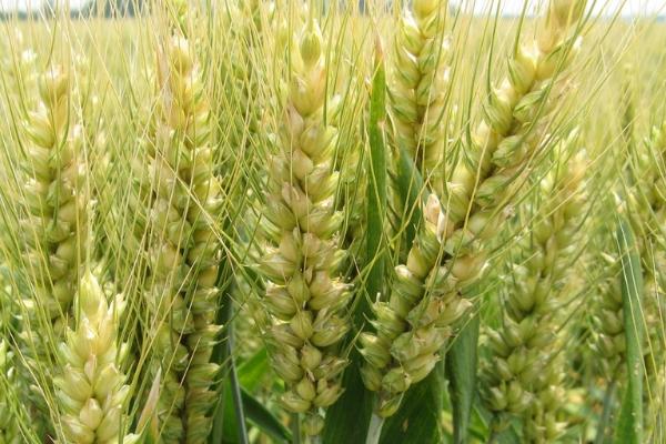 中梁50号小麦品种的特性,每亩适宜基本苗25~30万