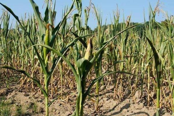 DF636玉米品种的特性，亩种植密度5000株