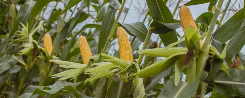 祁连丰229玉米种子简介，种植密度每亩6000株