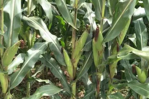 DF636玉米品种的特性，亩种植密度5000株