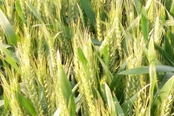 现麦686小麦种子特征特性，每亩适宜基本苗14万—22万