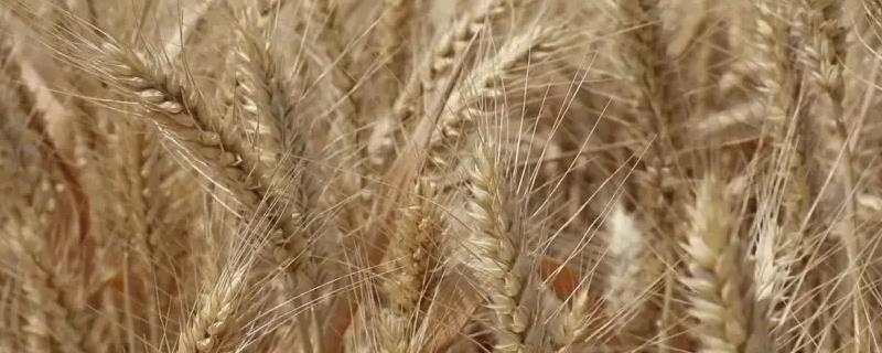 国禾麦12号小麦品种的特性，与对照品种周麦18熟期相当