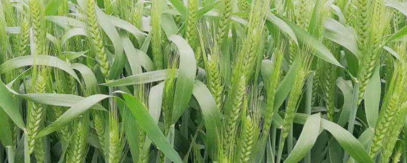 富麦916小麦种子简介，每亩适宜基本苗14万—22万