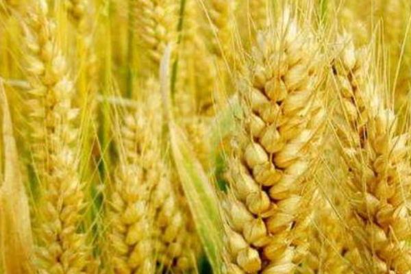 克春44号小麦品种的特性，适宜播种期4月上旬—4月下旬