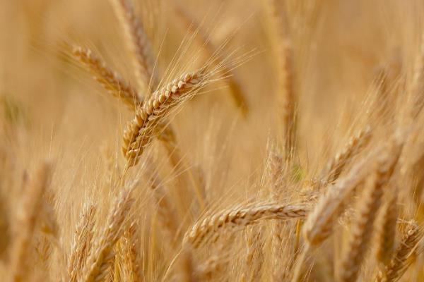 平安12号小麦品种的特性,比对照品种周麦18熟期稍早