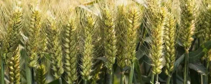 互麦18号小麦种子简介，全生育期浇水3～4次
