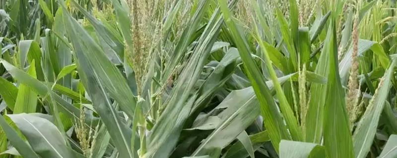 冀糯191玉米种子特点,中抗小斑病