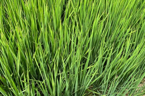 香禾优泰丝占水稻品种简介，每亩有效穗数19.7万穗