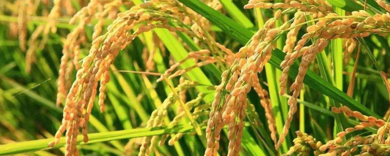 长香优053水稻品种的特性，每亩插足基本苗6万以上