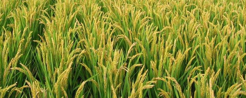 亘两优6339水稻品种的特性，全生育期137.7天
