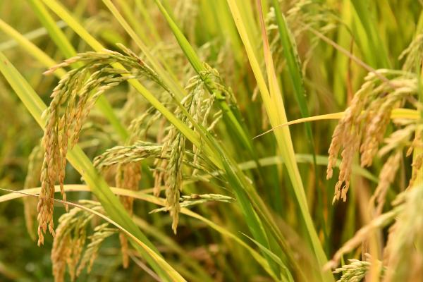 那香优651水稻种子简介，一般2月下旬—3月上旬播种