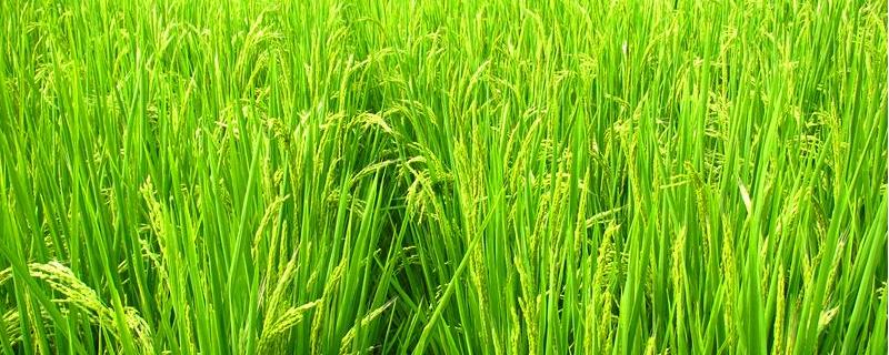 莉两优1076水稻品种简介，每亩有效穗数16.7万穗
