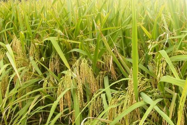 那香优651水稻种子简介，一般2月下旬—3月上旬播种