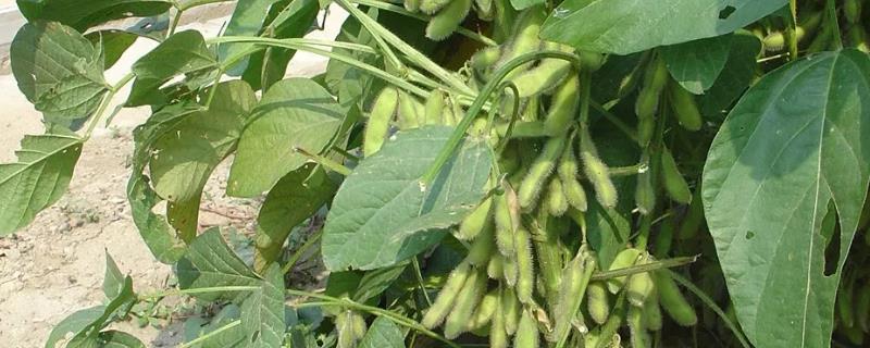 汉豆2号大豆种子介绍，属早中熟春大豆品种