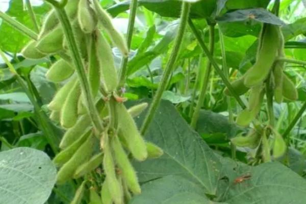 汉豆2号大豆种子介绍，属早中熟春大豆品种