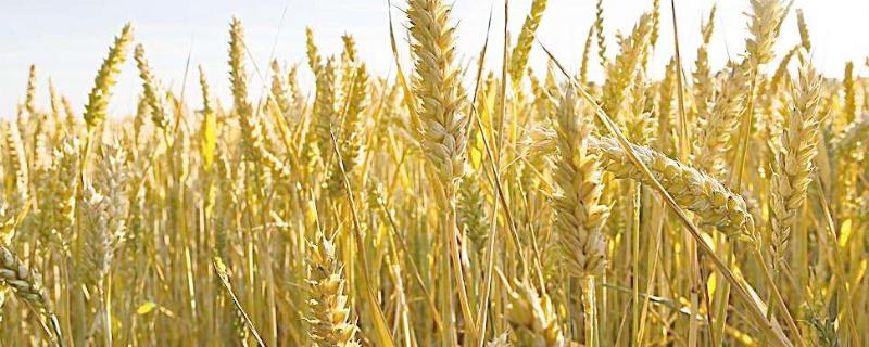山农46小麦种子特点，适宜播期10月5～15日