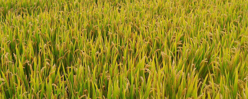 陵两优7041水稻种子特征特性，一般3月下旬—4月上旬播种