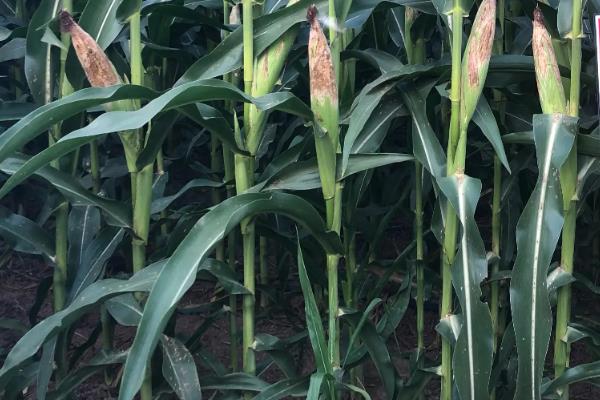 斯达糯62玉米种子简介，种植密度每亩3500株左右