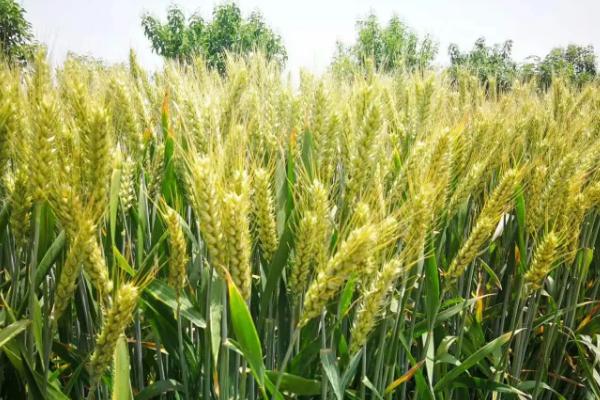 山农46小麦种子特点，适宜播期10月5～15日