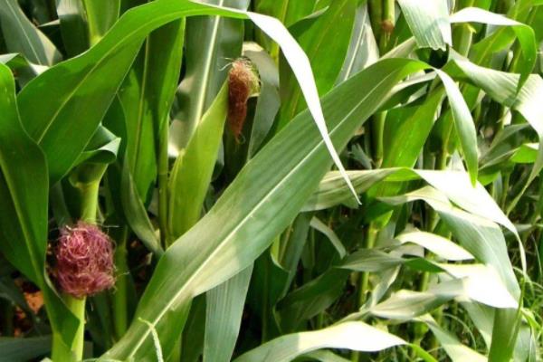 正德3000玉米种子特点，高抗禾谷镰孢茎腐病