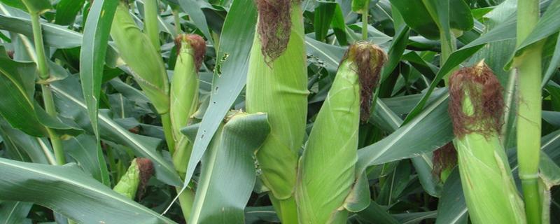 正德3000玉米种子特点，高抗禾谷镰孢茎腐病