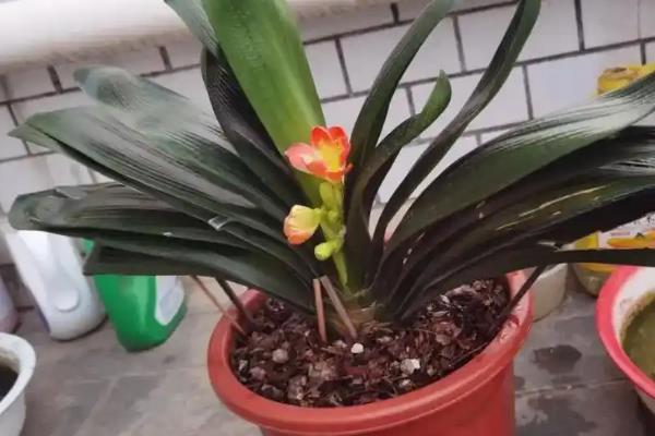 君子兰的浇水方法，冬季每周浇一次