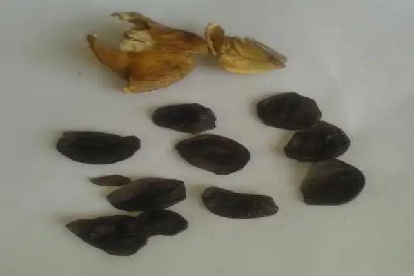 君子兰的浇水方法，冬季每周浇一次